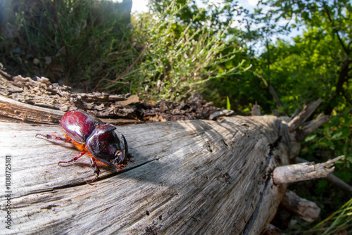 Scarabeo rinoceronte 3