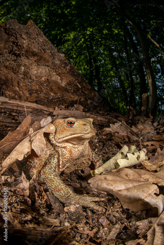 Bufo Bufo