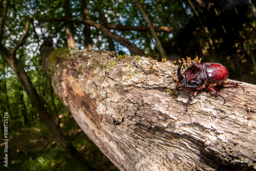 scarabeo rinoceronte