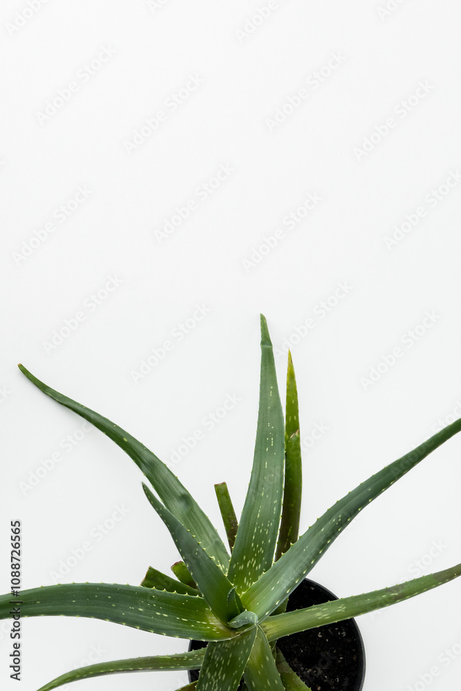 Aloe vera flower in a pot on a white background. Top view, flat lay Aloe vera flower in a pot on a white background. Top view, flat lay
