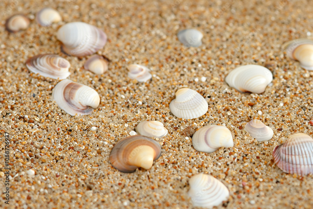 Seashells sand a beach. sea summer seashell concept. colorful seashells lying on the sand on the beach. colorful seashells lying on the sand on the lifestyle beach. Seashells sand a beach. sea summer seashell concept. colorful seashells lying on the sand on the beach. colorful seashells lying on the sand on the lifestyle beach.