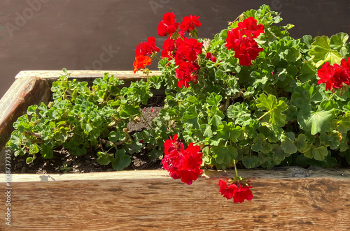 Red geranium flowers in the garden.Pelargonium zonale is a popular ornamental plant.Selective focus. photo