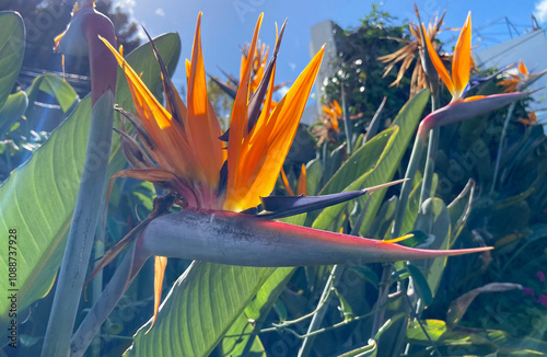 Strelitzia reginae exotic flowers in the garden of Tenerife,Canary Islands,Spain. Bird of Paradise tropical flower.Selective focus.    photo