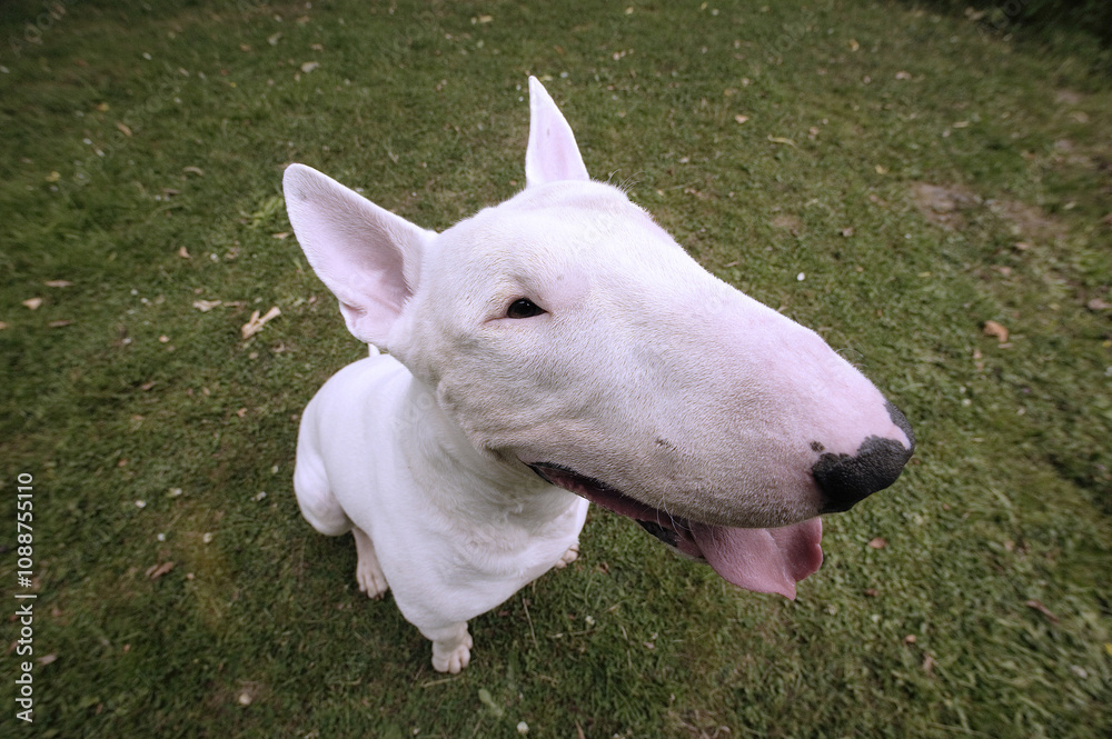 Fototapeta premium Bull terrier
