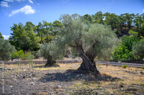 Very old olive tree photo