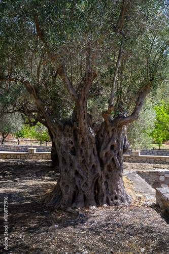 Very old olive tree photo