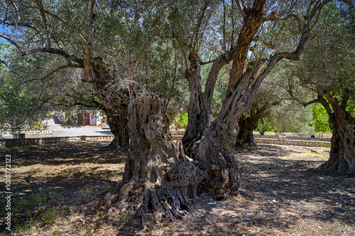 Garden with very old olive trees photo