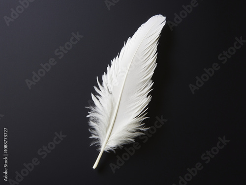 A single white feather against a black background, showcasing the soft texture and fine details of the feather. photo