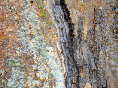 close up of bark on tree