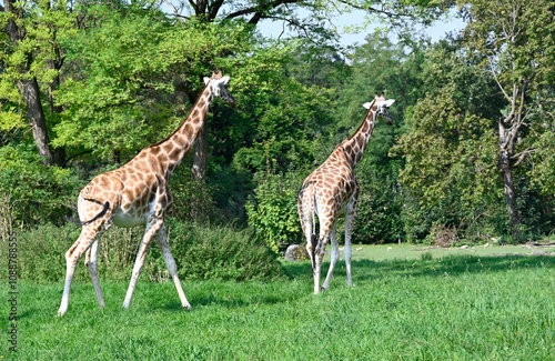 Photography Two giraffes walking in the forest