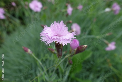 Closeup of double light pink flower of Dianthus in June photo