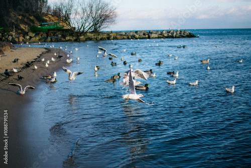 the seagulls and pigeons on the seashore in winter photo