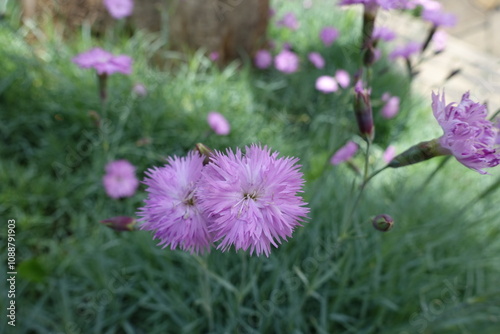 Several light pink double flowers of Dianthus in June photo