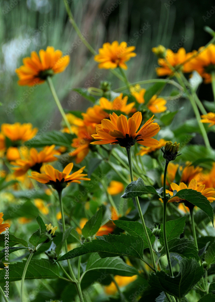 Fototapeta premium Blumen im Garten