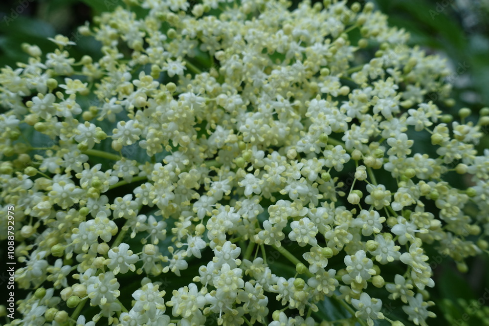 Macro of numerous white flowers of European black elderberry in June Macro of numerous white flowers of European black elderberry in June