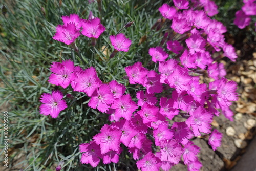 Vibrant magenta colored flowers of Dianthus gratianopolitanus La Bourboule in May photo