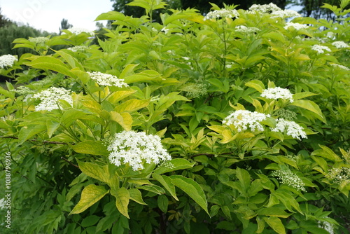 Many white flowers in the leafage of golden elderberry in mid June photo