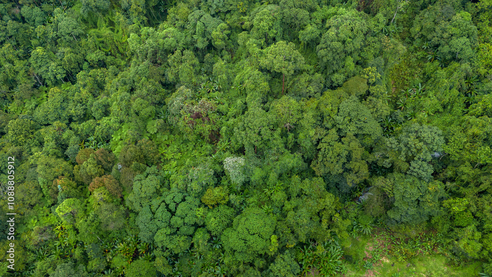 Carbon credit concept village in the lush green rain cloud and foggy cover tropical rain forest mountain during the rainy season..