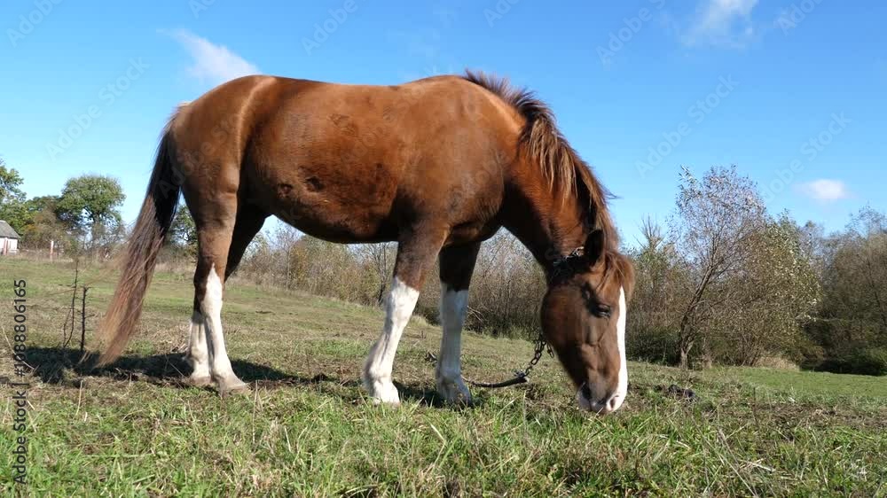 Horses graze in the field. Agriculture. Caring for horses. Horses graze in the field. Agriculture. Caring for horses.