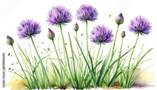 Fototapeta Naklejka Na Ścianę i Meble -  Vibrant purple allium flowers with buds and stems in watercolor art
