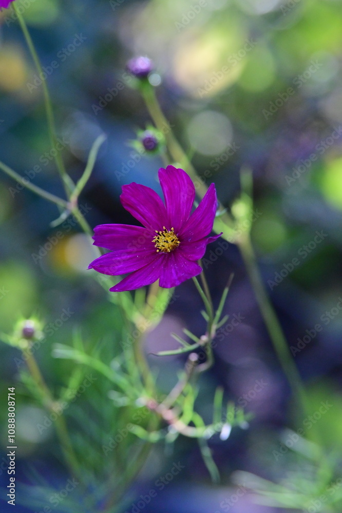 Summerflower Summerflower
