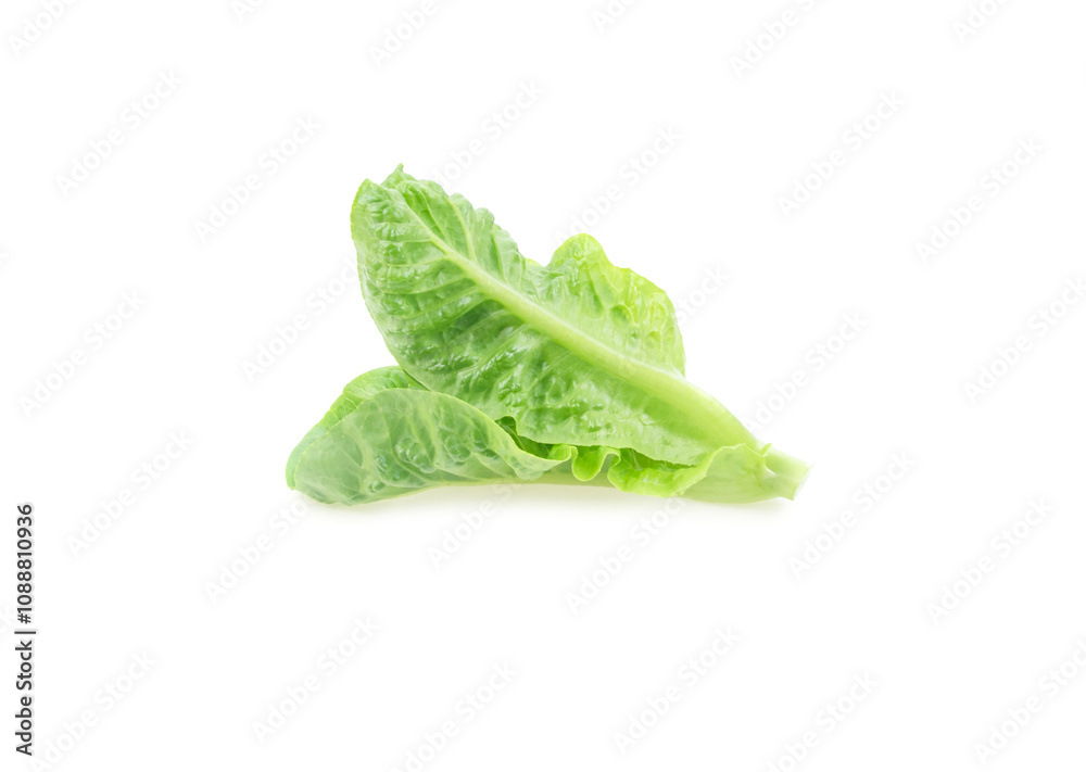 Cos Lettuce on white background Cos Lettuce on white background