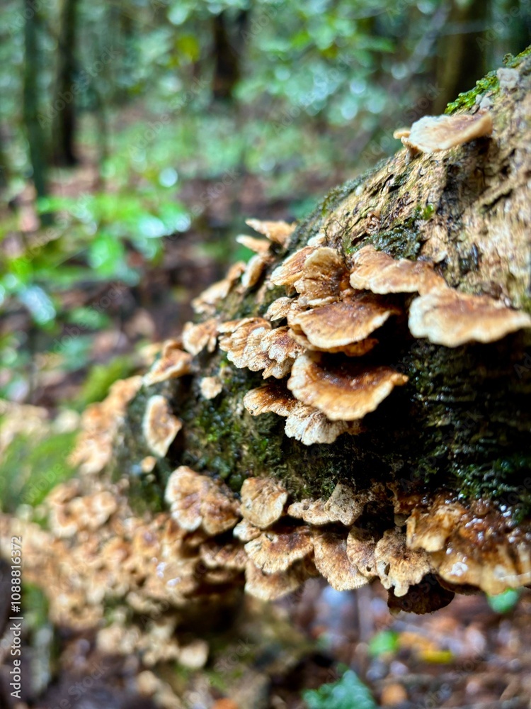 Mushroom in forest log Mushroom in forest log