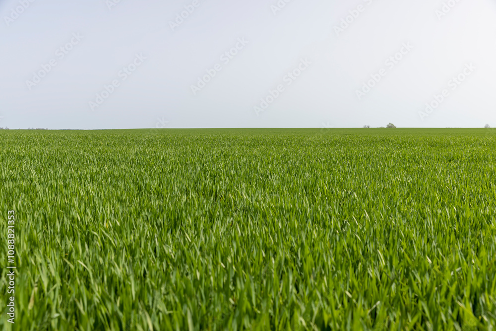 Fototapeta premium new growing crop of cereals in the spring season