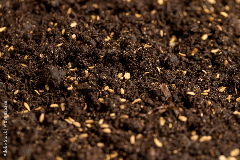 seeds of one carrot variety sown in fertile soil