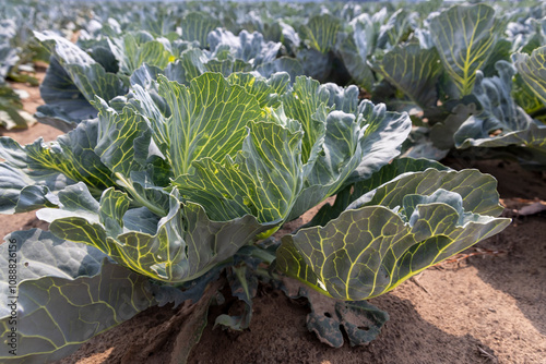 a large number of cabbage heads in the field photo