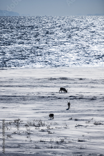 Landsace in northern Norway photo