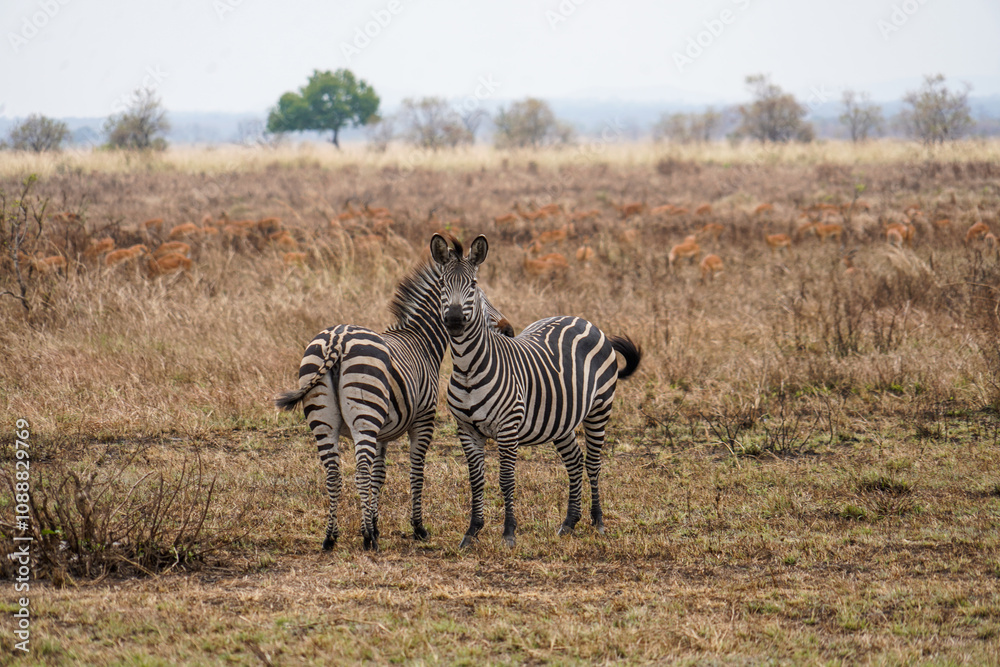 Zebra Herd in Serengeti's Yellow Grassland Zebra Herd in Serengeti's Yellow Grassland