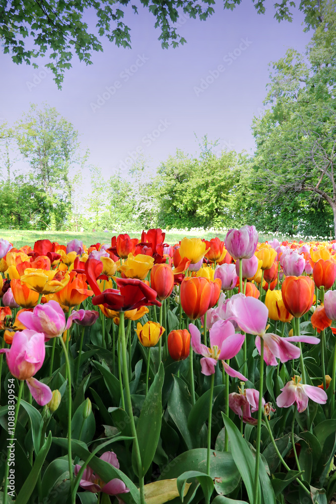 Blooming background of multicolored tulips Blooming background of multicolored tulips