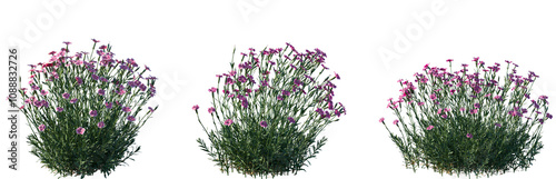 Photos Set of Dianthus gratianopolitanus (commonly known as the Cheddar pink or clove p