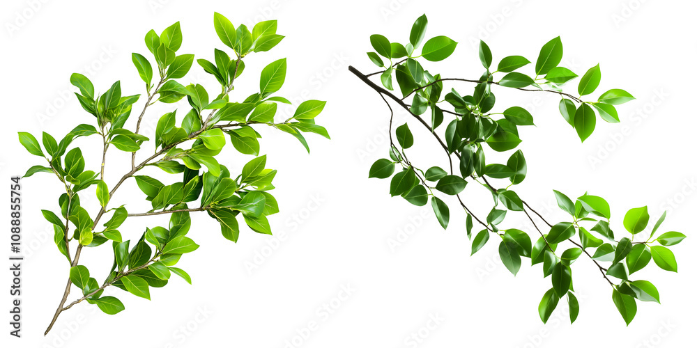 Green Tree Branches with Fresh Leaves for Botanical and Eco Design Concepts, Cutout, Isolated on White Background Green Tree Branches with Fresh Leaves for Botanical and Eco Design Concepts, Cutout, Isolated on White Background