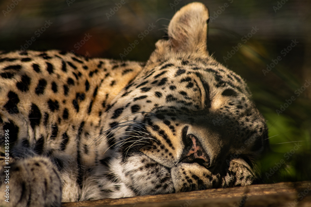 Close-up of a peaceful leopard sleeping in a safari or animal shelter, its spotted fur illuminated in natural light Close-up of a peaceful leopard sleeping in a safari or animal shelter, its spotted fur illuminated in natural light