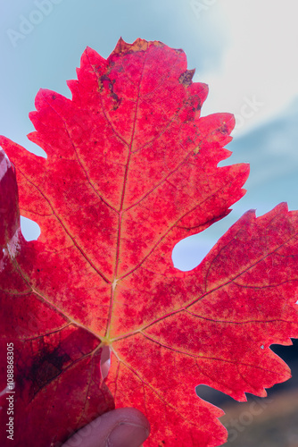 red vineyard leaf in autumn photo