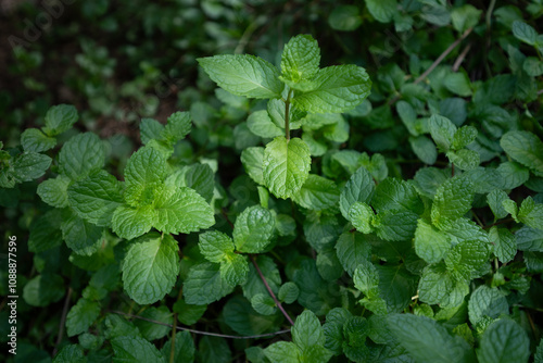 Wallpaper Mural green mint leaves Torontodigital.ca