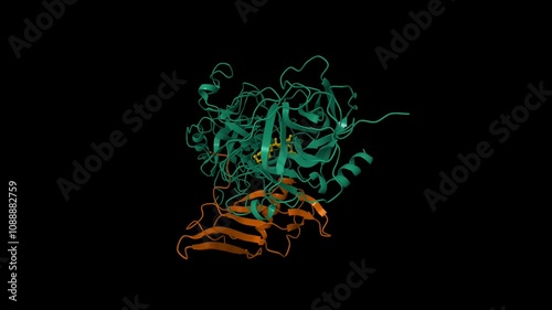 Structure of the ternary microplasmin (green)-staphylokinase(brown) complex. Animated 3D cartoon and molecular surface models, PDB 1bui, black background photo