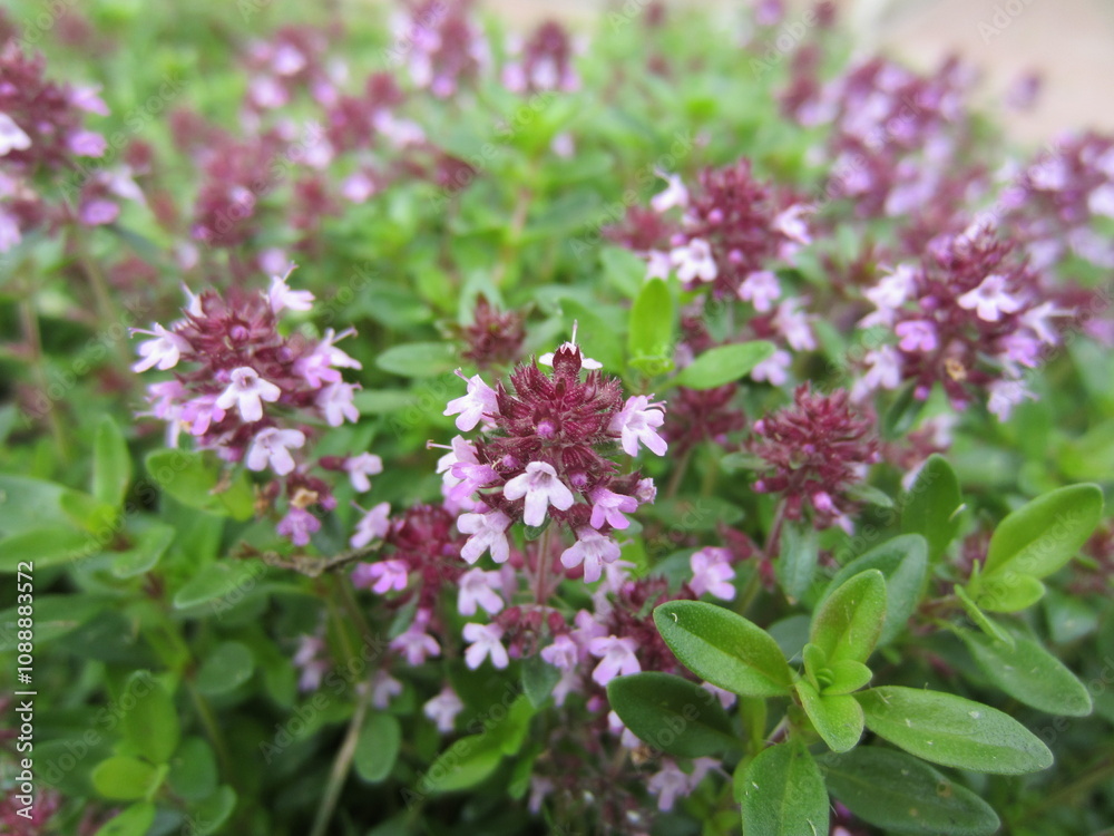 Bright abundant flowering of medicinal and fragrant perennial thyme (Thymus). Bright abundant flowering of medicinal and fragrant perennial thyme (Thymus).