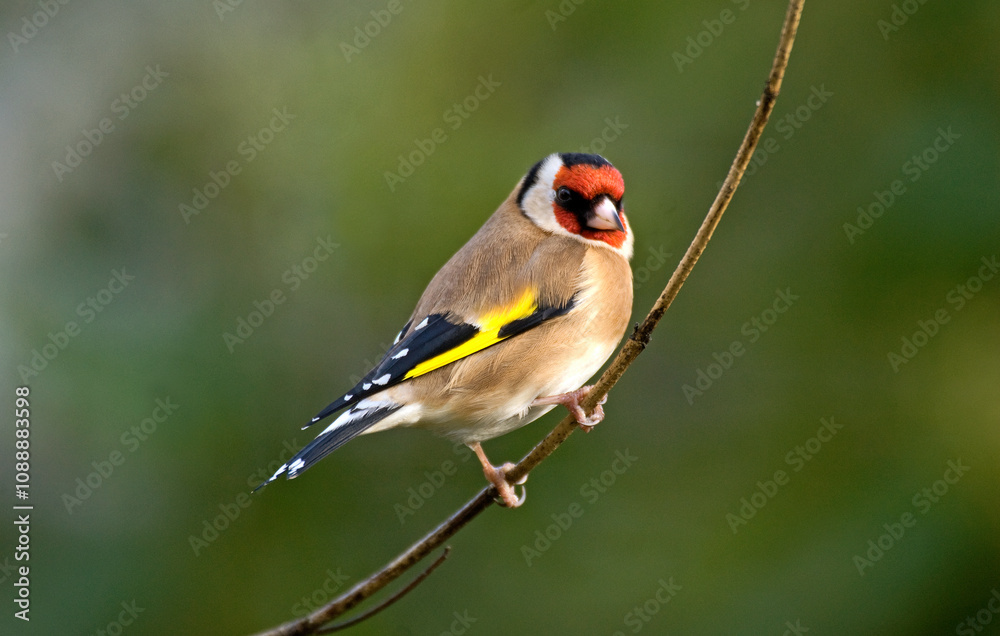 Chardonneret élégant,.Carduelis carduelis, European Goldfinch Chardonneret élégant,.Carduelis carduelis, European Goldfinch