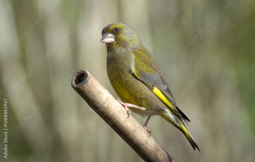 Fototapeta premium Verdier d'Europe,.Chloris chloris, European Greenfinch