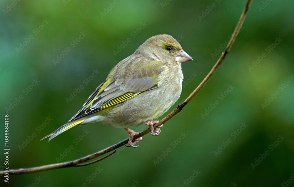 Verdier d'Europe,.Chloris chloris, European Greenfinch Verdier d'Europe,.Chloris chloris, European Greenfinch