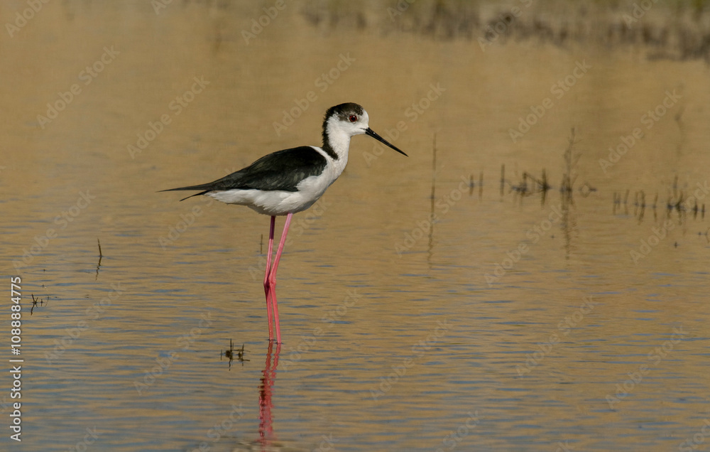 Echasse blanche, Himantopus himantopus, Black winged Stilt Echasse blanche, Himantopus himantopus, Black winged Stilt