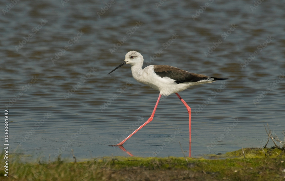 Obraz premium Echasse blanche, Himantopus himantopus, Black winged Stilt