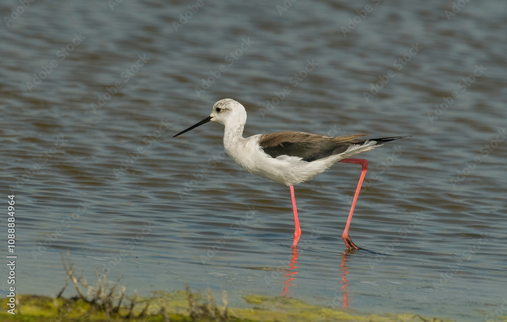 Fototapeta premium Echasse blanche, Himantopus himantopus, Black winged Stilt