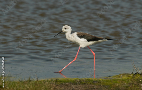 Echasse blanche, Himantopus himantopus, Black winged Stilt