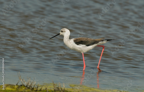 Echasse blanche, Himantopus himantopus, Black winged Stilt