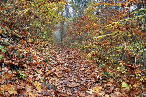 Waldweg im Herbst. Der Weg ist vollständig mit bunten Herbstblättern bedeckt, die in verschiedenen Schattierungen von Gelb, Orange, Rot und Braun leuchten. photo