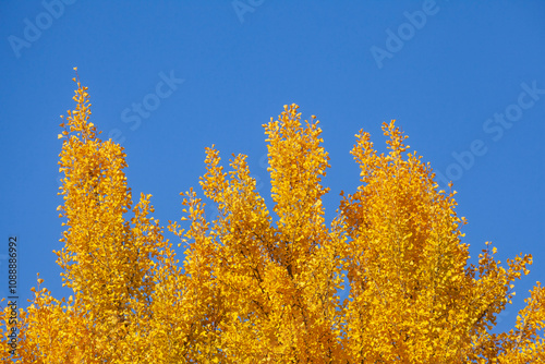 Ginkgobaum (Ginkgo biloba), gelb gefärbte Blätter im Herbst, Deutschland